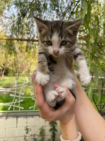 машинка для стрижки собак: Кошка даром: Беспородная, 5 месяцев, Девочка