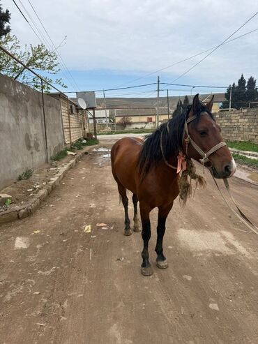 щенки ротвейлера бишкек: At Qarabağ cinsdir 40 45 yorğa gedir oynağ atdır Yaxda ayğırdı Qobu