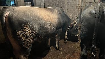 Коровы, быки: Продаю | Бык (самец) — 8