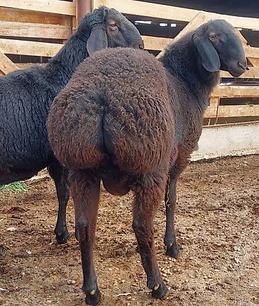 Баран, овца: Продаю | Ягненок, Баран (самец) | Для разведения | Племенные, Осеменитель — 8