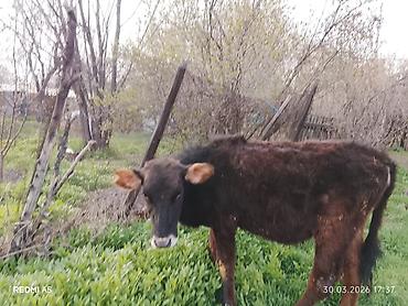 Коровы, быки: Продаю | Тёлка, Музоо, торпок — 8