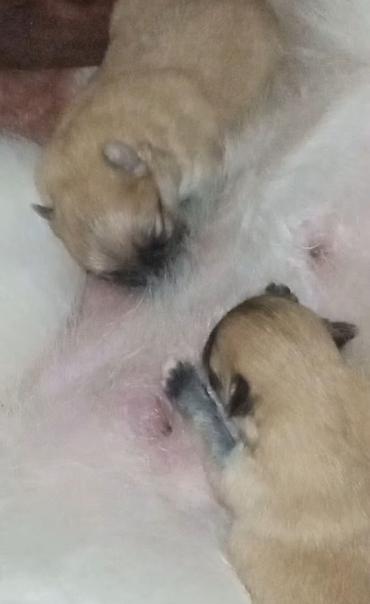 Psi: Pomeranac zenkica. Dostupna prelepa ženkica pomeranca. Starosti 4 mes — 2