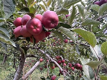 Яблоки: Яблоки Крипсон, Оптом — 9