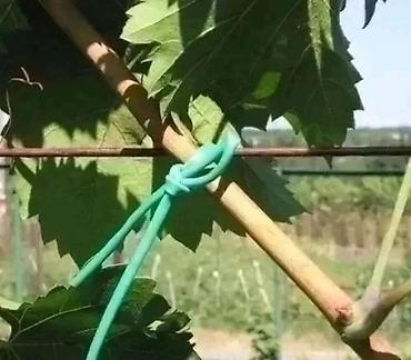 uzum tingləri: Ağac bağlamaq üçün "Agro rezin" (İtaliya istehsalı). Meyvə tingləri — 4