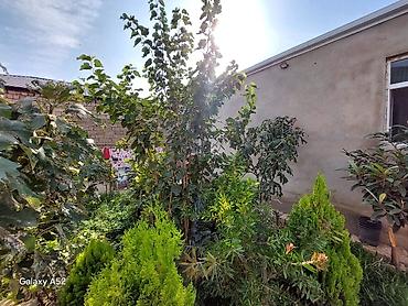 xosbulaqda ev satilir: 3 otaqlı, 85 kv. m — 8