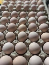 работа помощник официанта: Свежие отборные яйца ! Каждое яйцо проверено и аккуратно упаковано