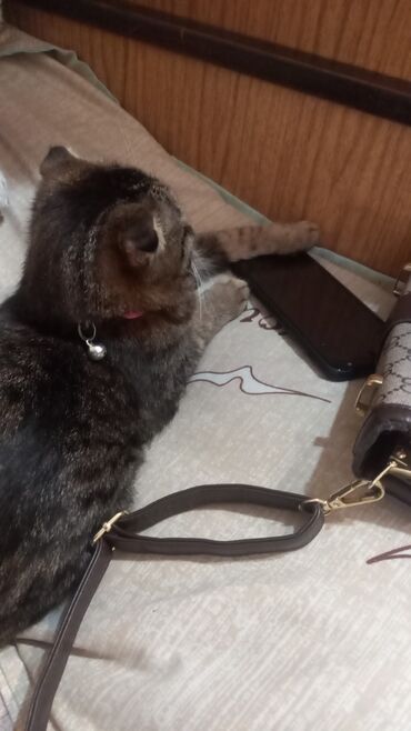 шатланская кошка: Срочно Срочно вислоухий кошка 9 месяцев,года нет еще. к лотку