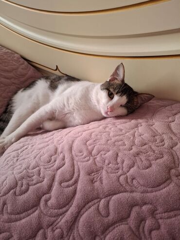 возьму котенка бесплатно: В добрые руки