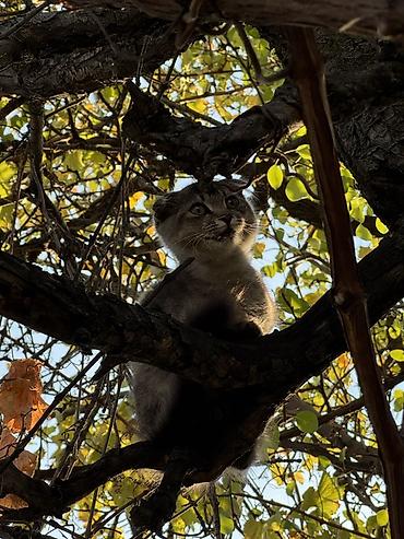 Отдам даром кошку: Котёнок с короткими ушками (похоже на скоттиш-фолд/стрейт) на фото, но — 2
