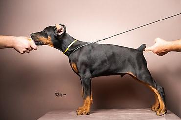obuca ps: NA PRODAJU STENAD DOBERMANA IZ ODGAJIVACNICE: HEAVENLY WARRIOR — 3