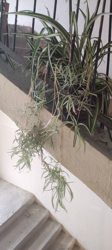 Digər bitkilər: Otaq bitkisi – Xlorofitum (Spider Plant) - Növ: Xlorofitum comosum