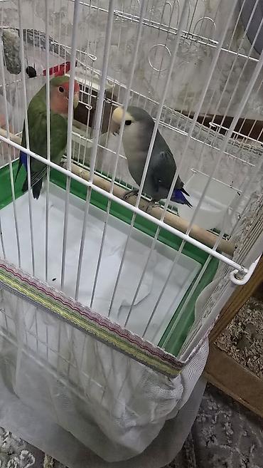 su quşu adları: Nrazlucnik erkey disidi bir balasi var yeke kletkadadi kletkanin ozun — 2
