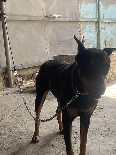 dişi doberman: Doberman, 1 il, Dişi, Peyvəndli, Ünvandan götürmə — 4