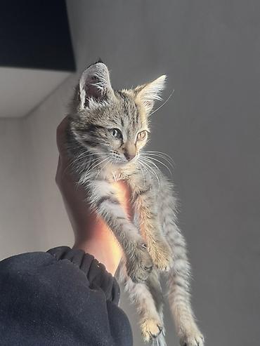 кошка золотая шиншила: Кошка даром: Беспородная, Мальчик, Приучена к лотку — 1