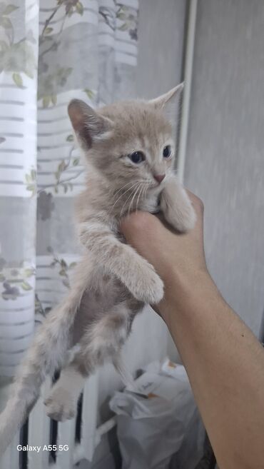 домик для кошек: Отдам котят в добрые руки 🐾 Ищем заботливых хозяев для двух чудесных