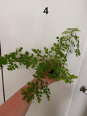 зеленый орук: 🌿 Продаю Адиантум (Венерин волос) - нежный и очень живучий! Продаю — 3