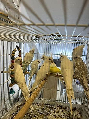 Ag yanaqsiz albinos korellalar,bala,cavan hazir,cutler de var,qiymet