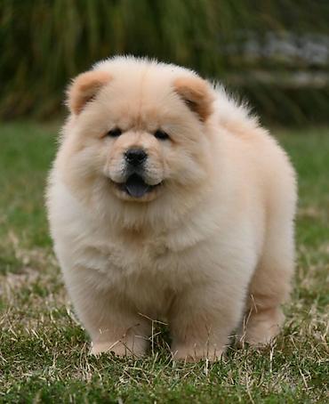 maltezera mali psi za stan na poklon: Chow Chow Čau Čau štenci Odgajivacnica Royal Ramonda (FCI 7710) ima u — 2