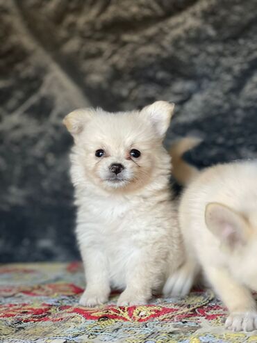 pomeranian spitz satisi: Şpitz, 2 ay, Dişi, Pulsuz çatdırılma, Rayonlara çatdırılma