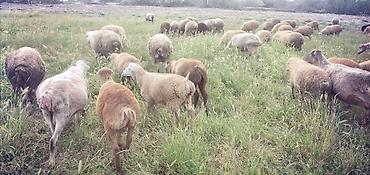 qoyun mal: Qoyun sürüsü – ət və yun istiqamətli - Növ: yerli qarışıq cinslər — 2