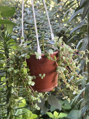 Otaq bitkiləri: Her nov guler var endirimnen verecem Gencedi istiyen yazsin satiş -da lalafo.az — 23 Otaq bitkiləri: Her nov guler var endirimnen verecem Gencedi istiyen yazsin satiş — 23