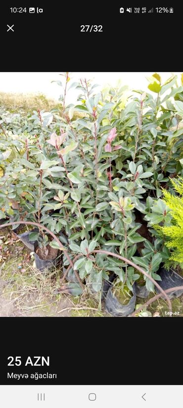 Tinglər: Müxtəlif dekorativ və meyvə ağaclarının tingləri. • Xurma-narıngi — 27