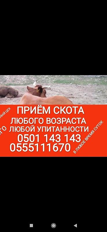 Животные: Частное лицо, Колбасный цех : Коровы, быки, Лошади, кони, | Круглосуточно, Любое состояние, Забитый — 2