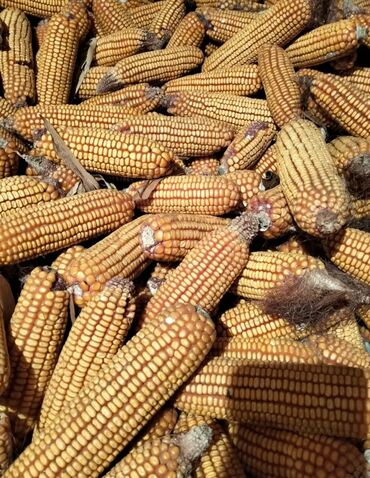 арпа кукуруза: Кукуруза в початках, оптом