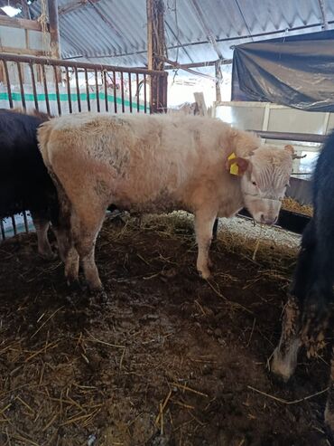 Коровы, быки: Продаю | Бык (самец) | Полукровка | На откорм | Привязанные — 3