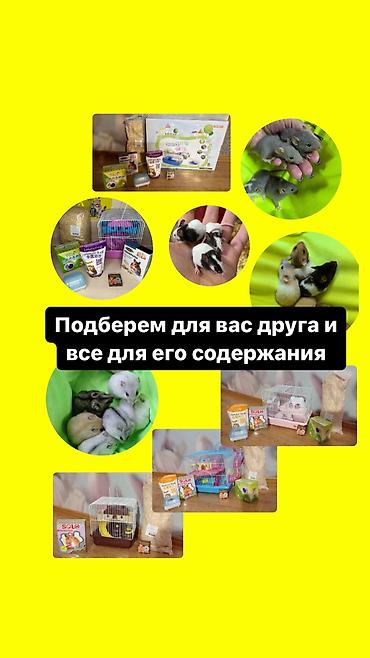 Животные: Продаются хомячки ручные. В нашем питомнике вы можете приобрести — 4