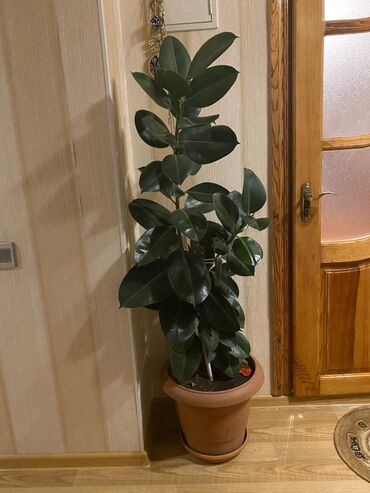 otaq dekorlari: Другие комнатные растения