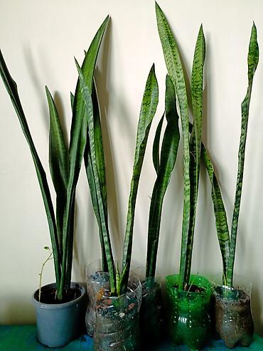 ev bitkisi: Dibçeksiz adi qabda 5 manat. Gül açan növüdür.Sansevieria zeylanica — 7