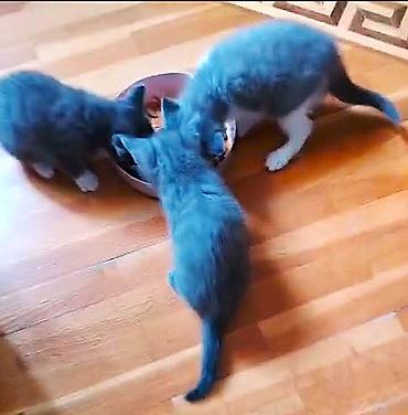 Pişiklər: Britan, Erkək, Dişi — 5