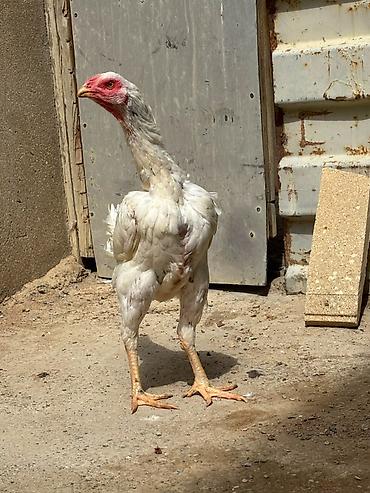 afcarka barter: Salam daş pipik cins heyratı 1 illik tam sağlam aktiv — 9