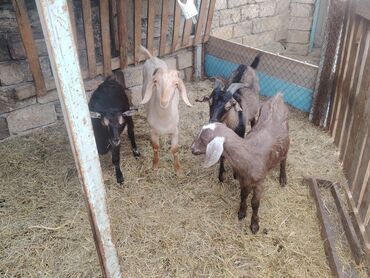 Akvariumlar: Salam. 4 kecidi 1 erkek alpin, 1 disi alpin 1 alpinle heleb qarisigi