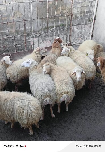 qurban bayrami qoyun sekilleri: Dişi, Qala, il: 1, 28 kq, Ətlik, Ödənişli çatdırılma