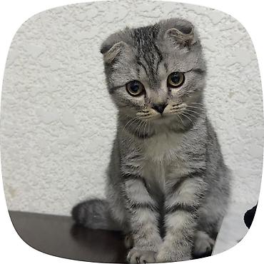 Продажа кошек: Скотиш Фолд (Шотландская вислоухая), 4 месяца, Мальчик, Приучена к лотку — 1