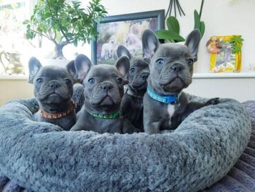 Psi: French bulldog puppies KC French Bulldog is registered We have a