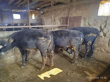 Коровы, быки: Продаю | Бык (самец) | На откорм — 6