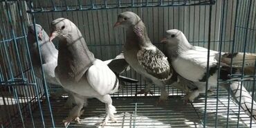 павлин птица: Пискуны турецкой таклы на продажу. Родители проверенные, с игрой. Цена