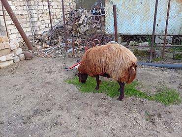 bogaz keci: Salam. iki qarın doğmuş cins qoyun və bir illik erkək toğlu satılır — 10