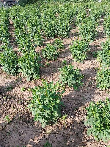 подар: Вашему вниманию на продажу корнеклубни георгины сорта "Эвелин" — 4