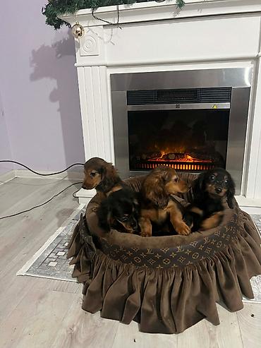 Psi: Dugodlaki patuljasti jazavičari štenci Dugodlaki patuljasti — 10