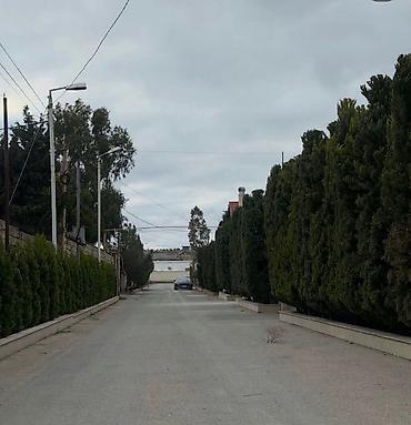 şuvəlan: 6 sot, Kupça (Çıxarış) — 4