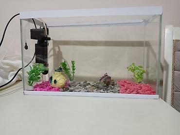 akvarium az: Akvaryum dəsti Sınıqı çatı yoxdu əla vəziyyətdədir hərşeyi var — 5