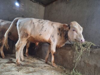 купить хамелеона в баку: Başlıq: Əsil saxlamaqlıq danalardı 2 dişi 6 erkəy var təmiz cins