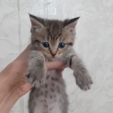 satılan pişiklər: Qızıl şinşilla, Erkək, Dişi, Yaxşı əllərə, Ünvandan götürmə, Ödənişli çatdırılma
