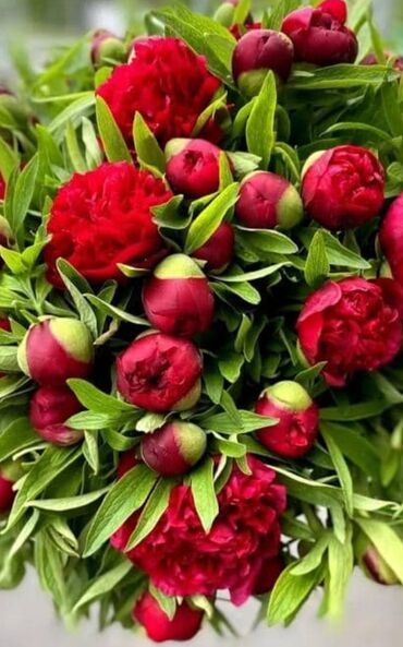 Пионы майские красные Ароматы весны Порадуйте любимых весенними