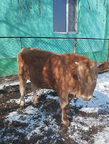 Коровы, быки: Продаю | Бык (самец) | Симментальская | На откорм — 2