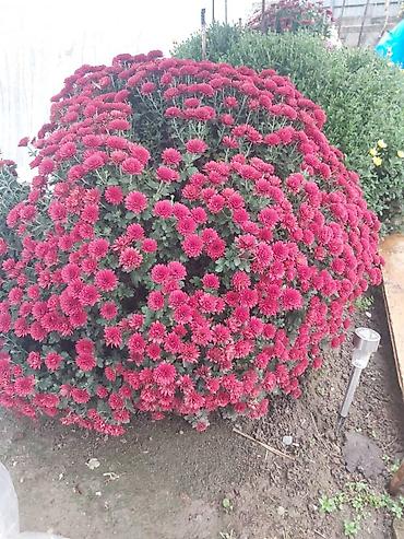 Хризантема: Хризантема — 13